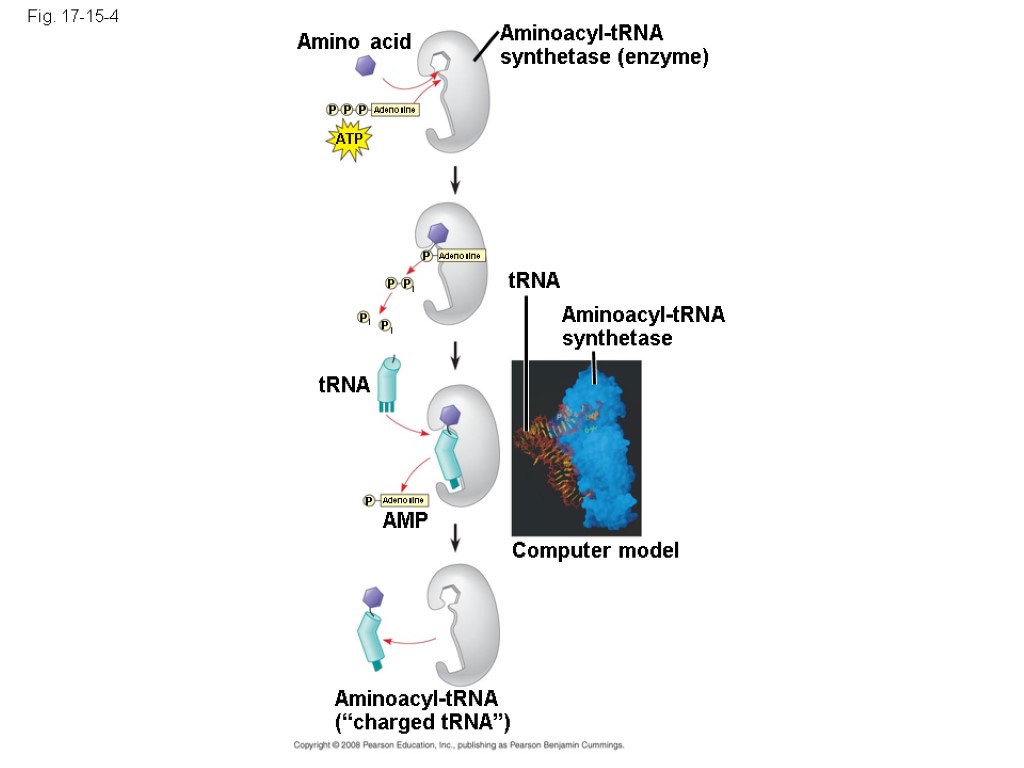 Fig. 17-15-4 Amino acid Aminoacyl-tRNA synthetase (enzyme) ATP Adenosine P P P Adenosine P